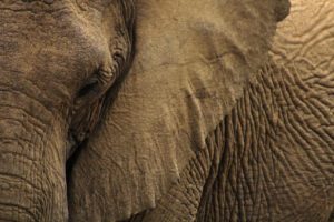 Discover Living With African Elephants
